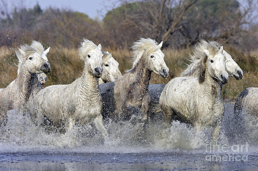 Camargue Horses #9 Photograph by M Watson