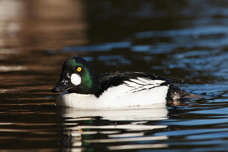 Goldeneye Photograph - Canada, British Columbia, Vancouver #11 by Rick A Brown