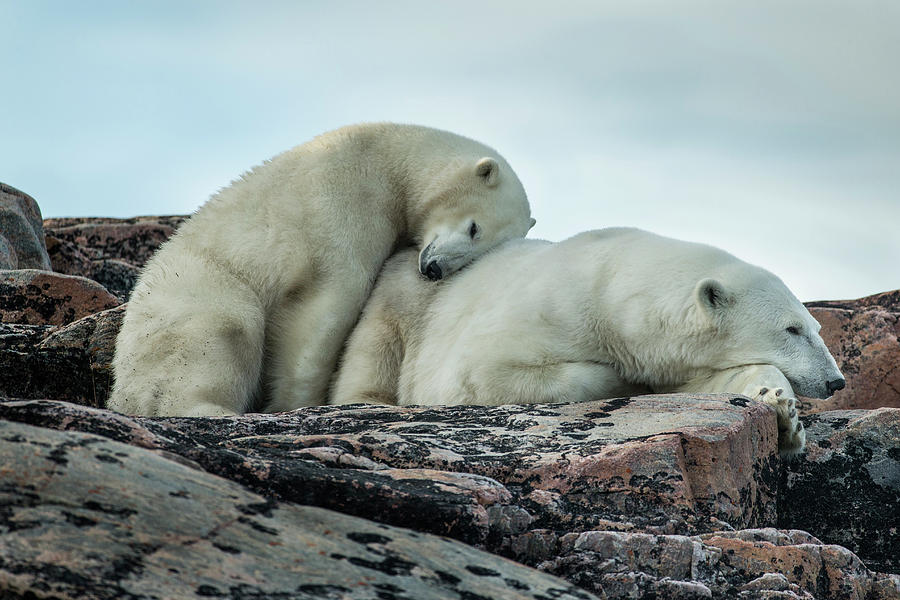 Affectionate Photograph - Canada, Nunavut Territory, Repulse Bay by Paul Souders Affectionate Photograph - Canada, Nunavut Territory, Repulse Bay by Paul Souders