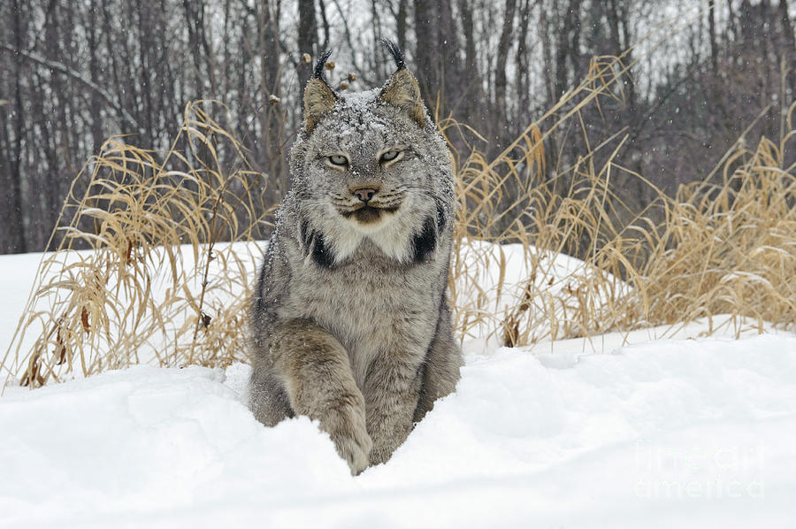 Canadian Lynx #11 Photograph by John Shaw