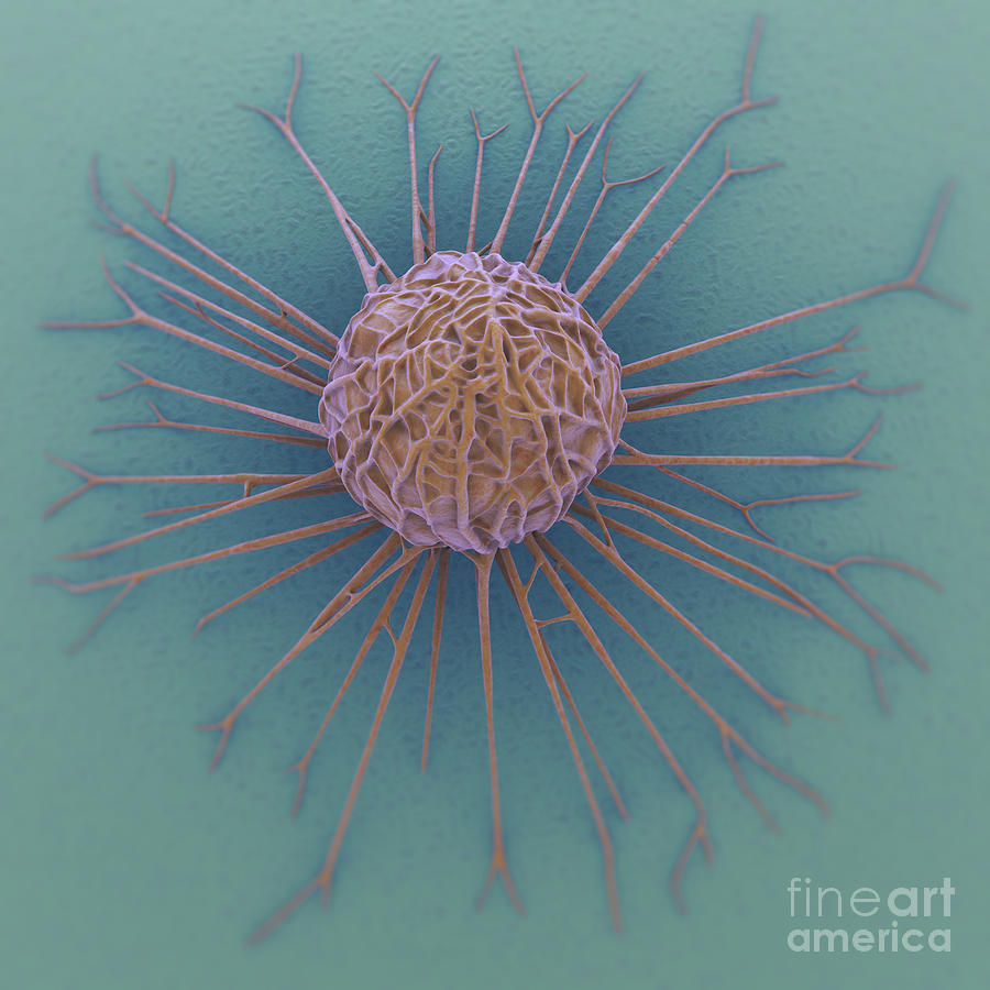 Cancer Cell #11 Photograph by Science Picture Co