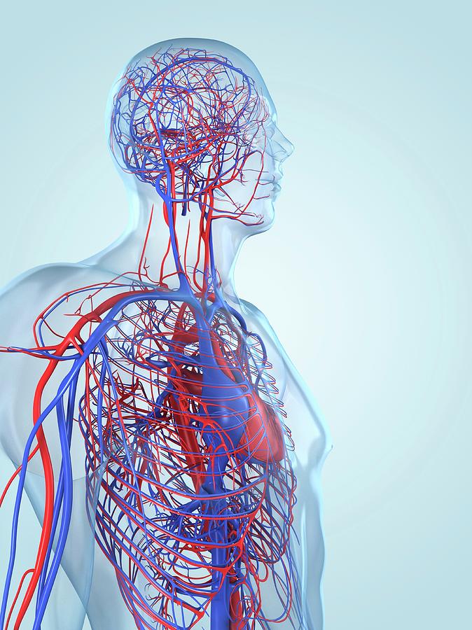 Cardiovascular System #11 by Sciepro/science Photo Library