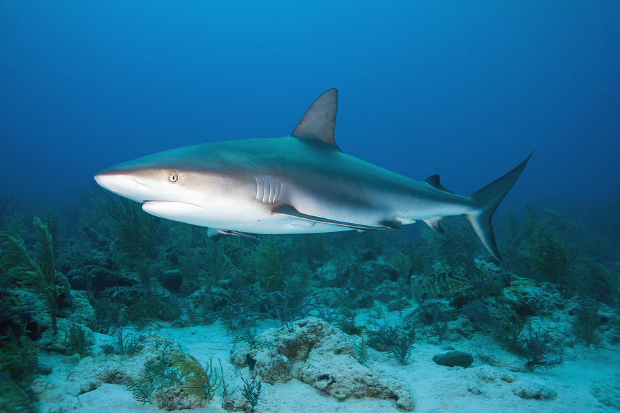 Caribbean Reef Shark #11 Photograph by Andrew J. Martinez