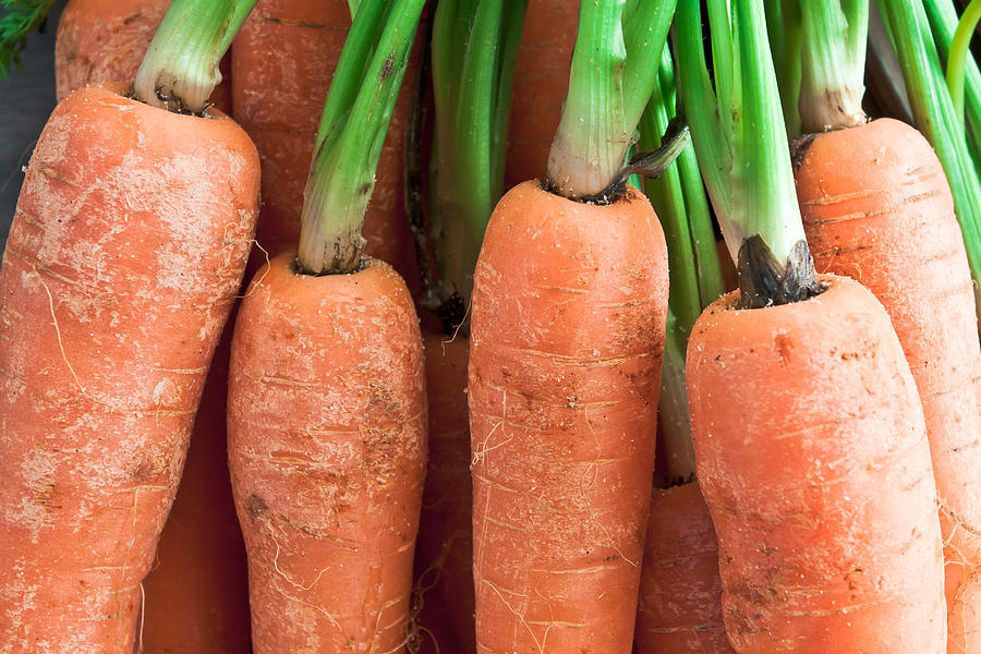 Carrot Photograph - Carrots #11 by Tom Gowanlock