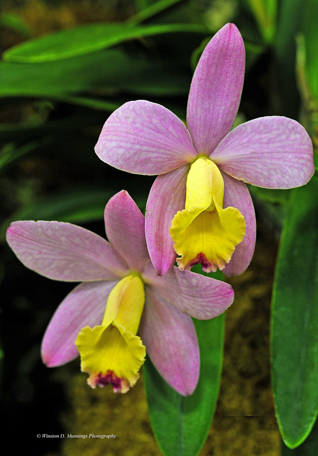 Cattleya Orchid #11 Photograph by Winston D Munnings