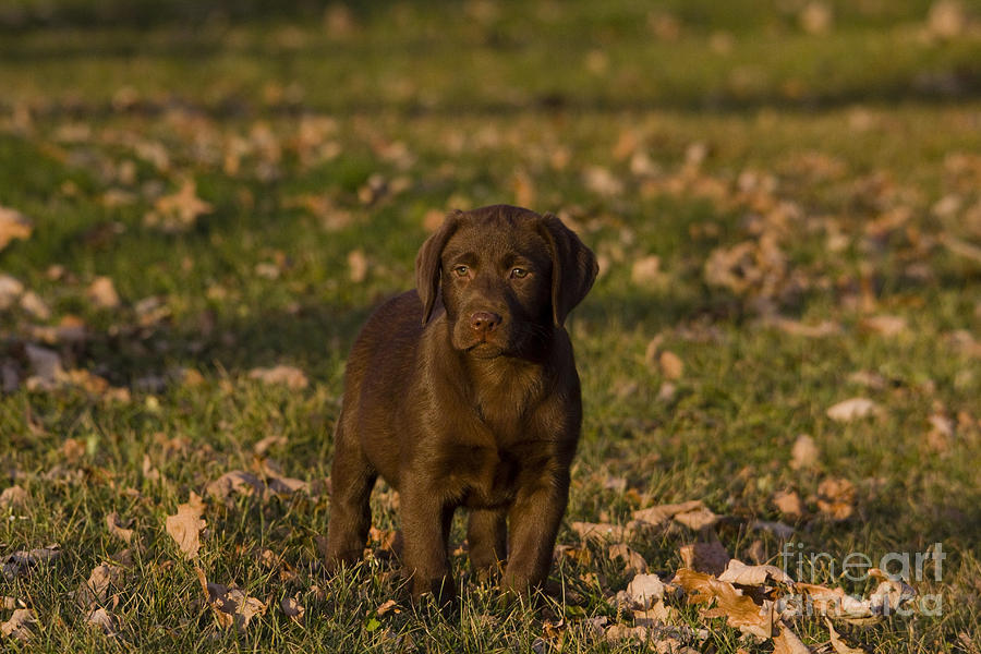 Animal Photograph - Chocolate Labrador Retriever #11 by Linda Freshwaters Arndt