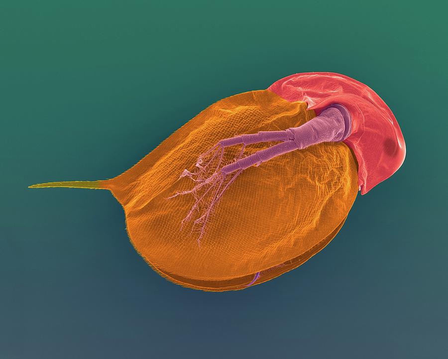 Cladoceran (daphnia Sp.) #11 Photograph by Dennis Kunkel Microscopy/science Photo Library