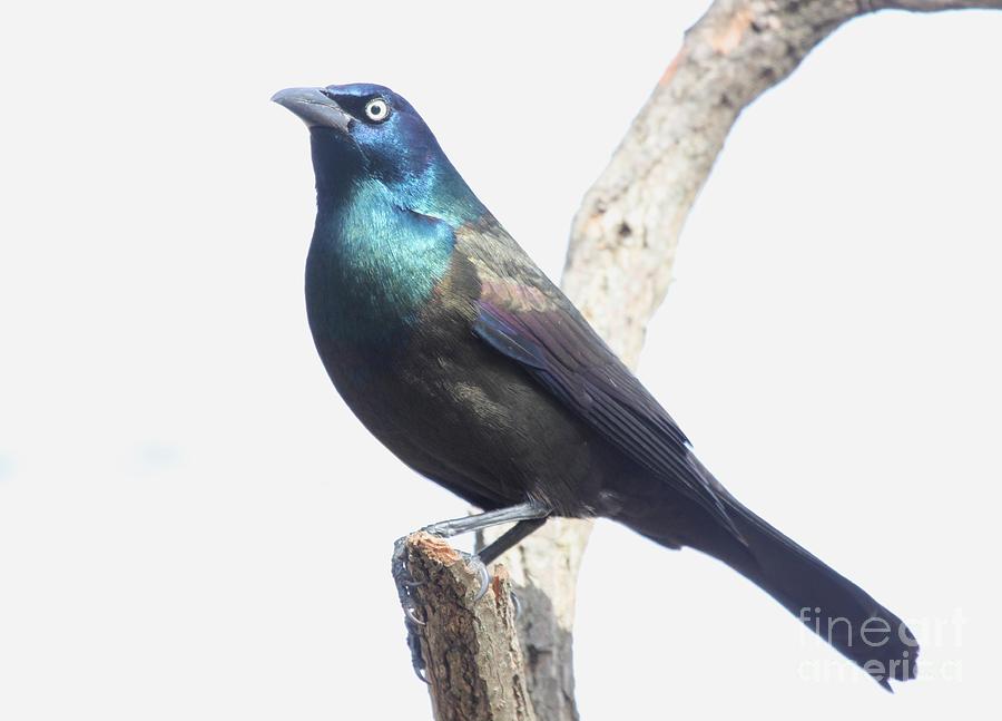 Common Grackle #11 Photograph by Jack R Brock