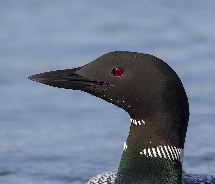 Nature Photograph - Common Loon #11 by Doug Lloyd