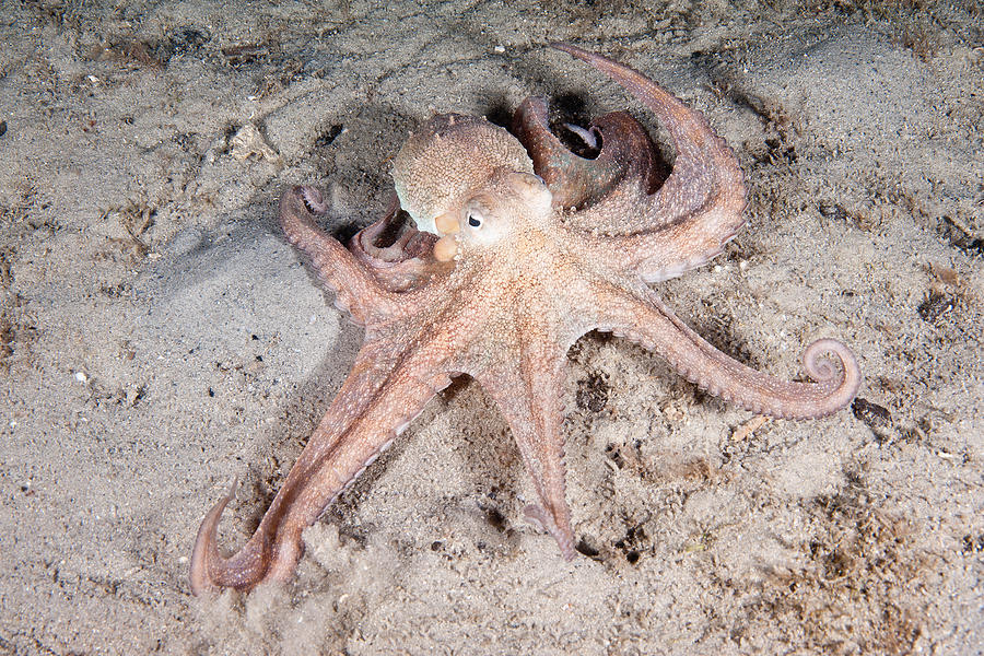 Common Octopus #11 Photograph by Andrew J. Martinez