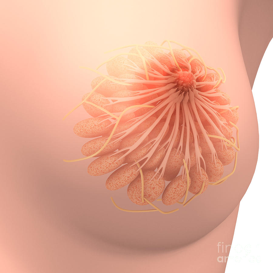 Conceptual Image Of Female Breast Digital Art