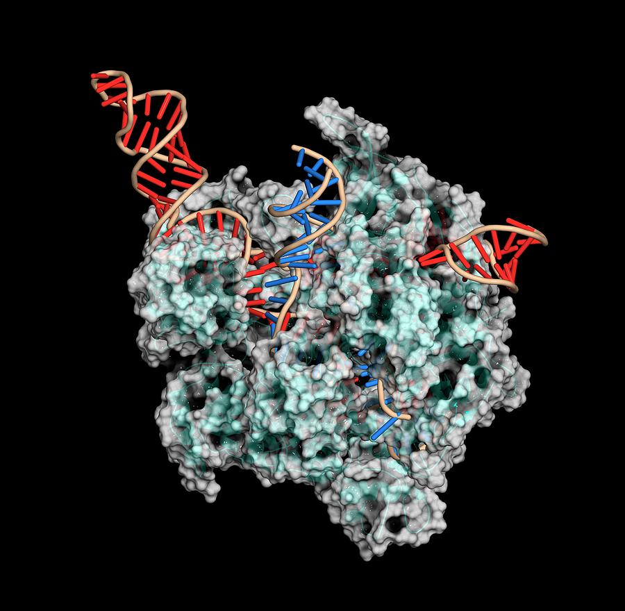 Illustration Photograph - Crispr-cas9 Gene Editing Complex #11 by Molekuul