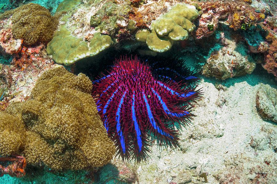 Nature Photograph - Crown-of-thorns Starfish #11 by Georgette Douwma
