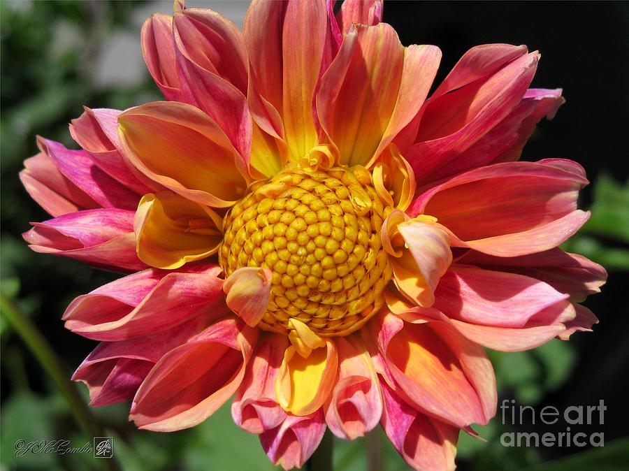 Dahlia from the Showpiece Mix #11 Photograph by J McCombie - Pixels