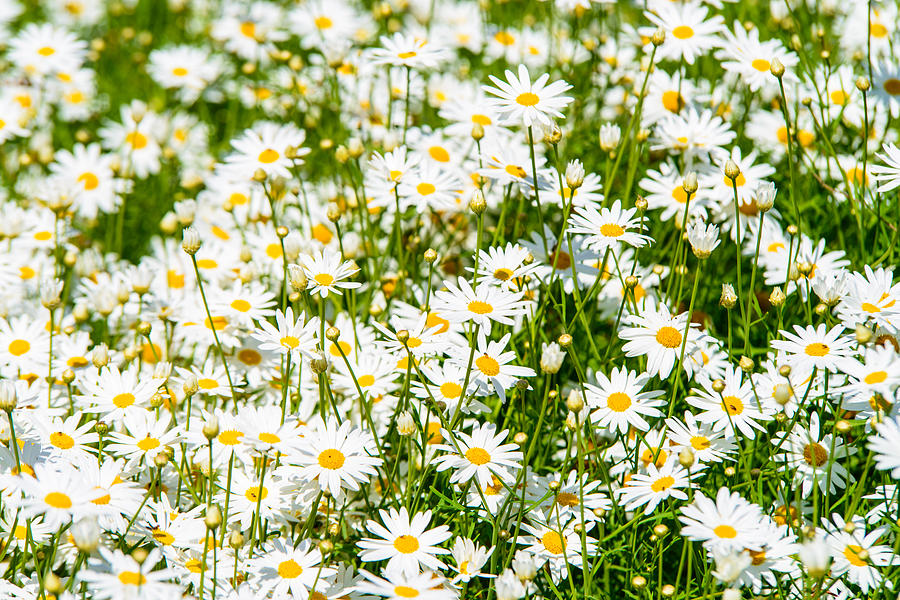 Daisies #11 Photograph by Michael Goyberg