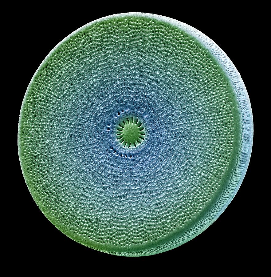 Diatom #11 Photograph by Steve Gschmeissner