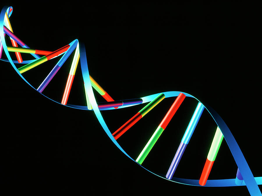 Dna Photograph by Alfred Pasieka/science Photo Library - Fine Art America