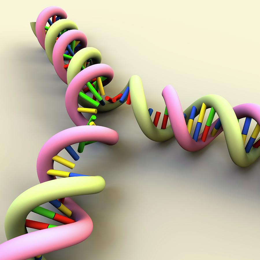Artwork Photograph - Dna Replication 11 by Russell Kightley Artwork Photograph - Dna Replication 11 by Russell Kightley
