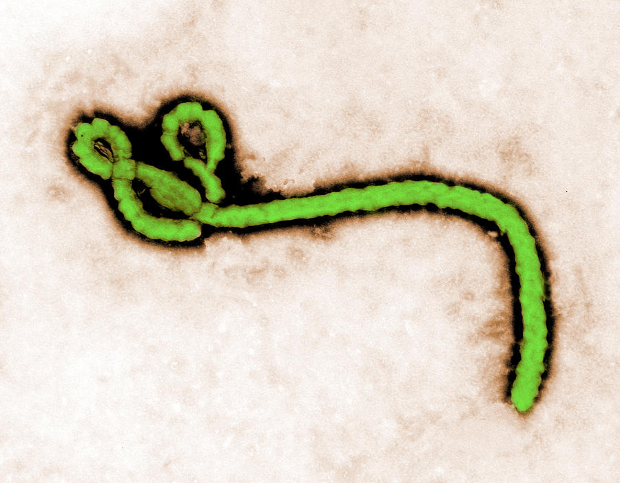 TEM Ebola Virus Photograph by Science Source