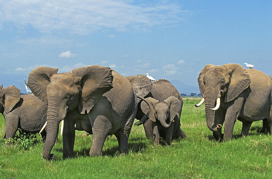 Wildlife Photograph - Elephant Dafrique Loxodonta Africana #11 by Gerard Lacz