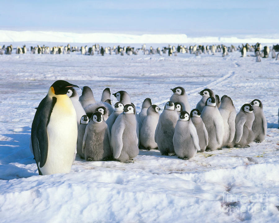 Emperor Penguin Aptenodytes Forsteri #11 Photograph by Hans Reinhard
