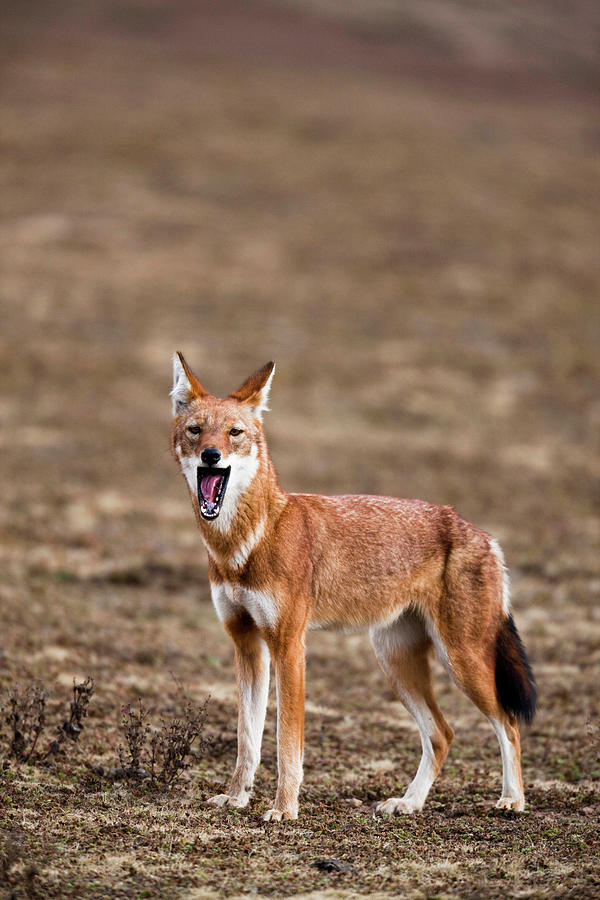 Animal Photograph - Ethiopian Wolf (canis Simensis #11 by Martin Zwick
