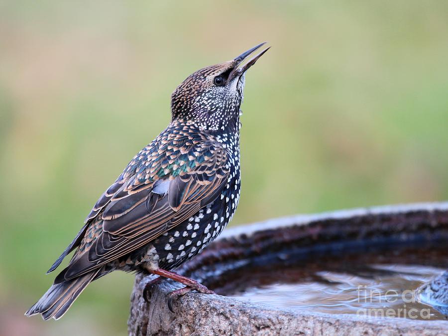 European Starling #11 Photograph by Jack R Brock