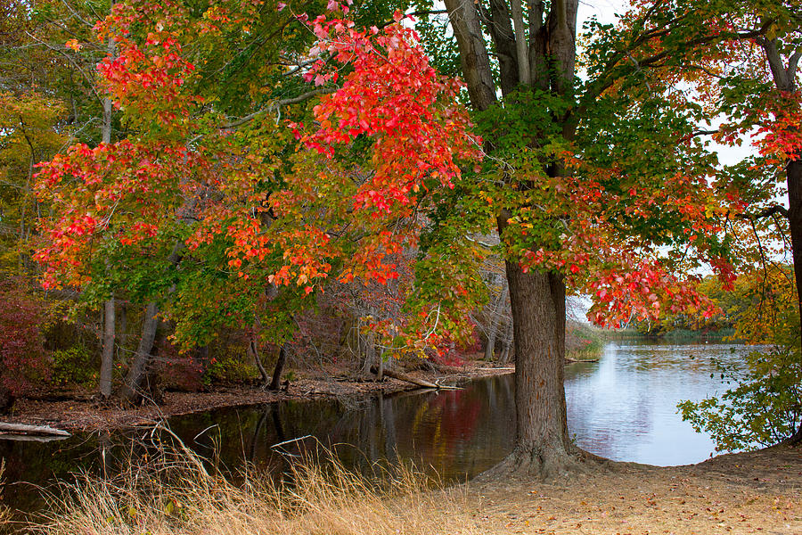 Fall foliage at Caumsett State Historic Park Preserve #11 Photograph by Susan Jensen