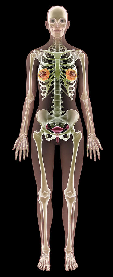 Skeleton Photograph - Female Anatomy #11 by Medi-mation/science Photo Library