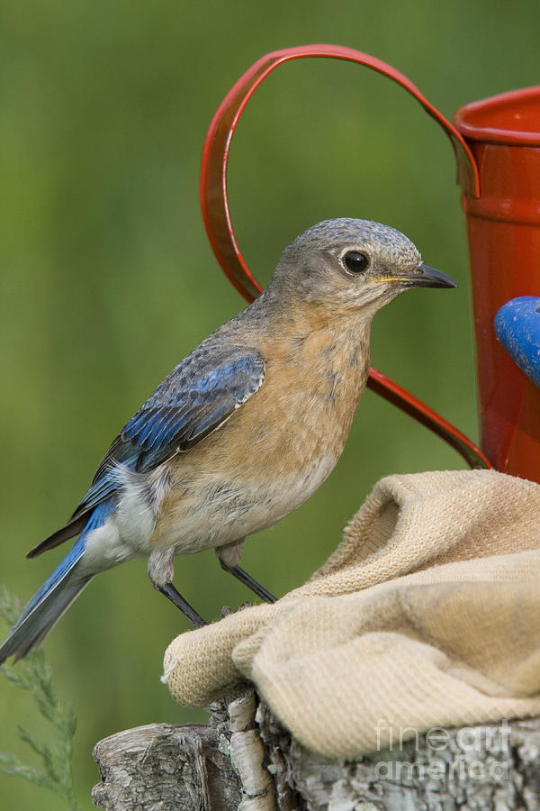 Female Eastern Bluebird #11 Photograph by Linda Freshwaters Arndt