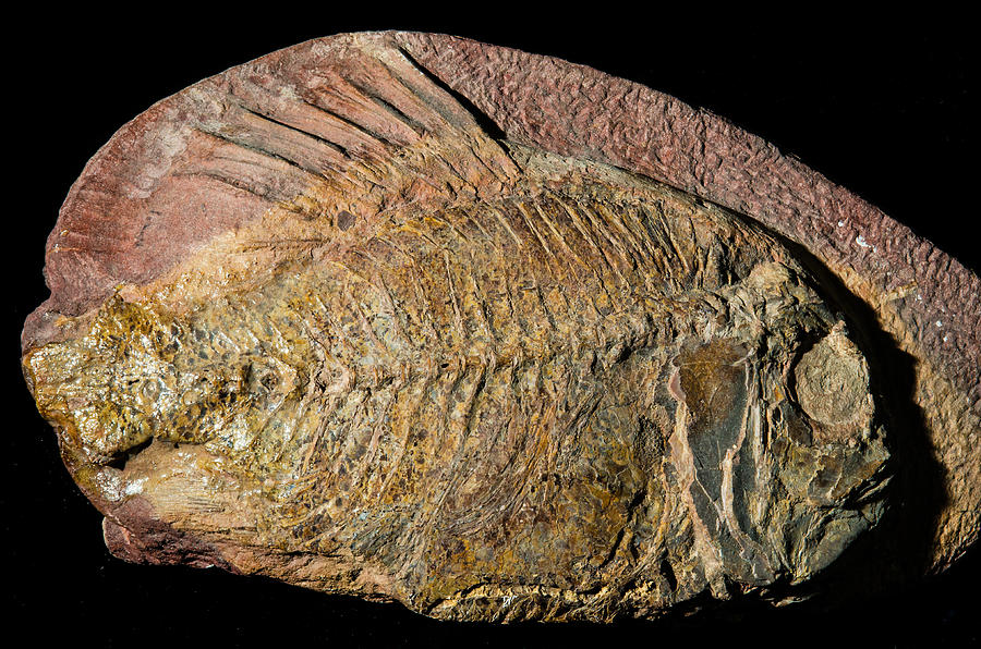 Fish Fossil #11 Photograph by Millard H. Sharp
