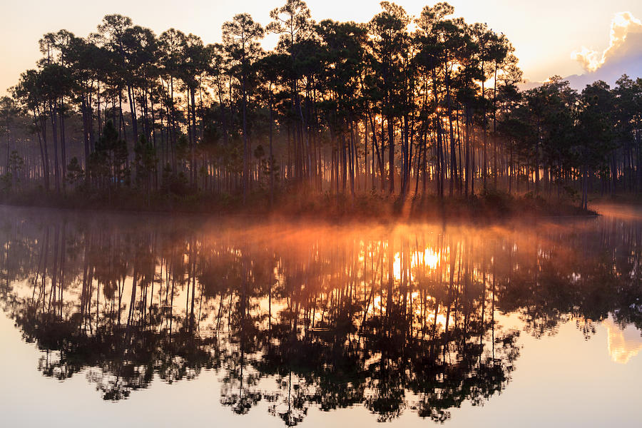 Everglades National Park Photograph - Foggy Sunrise At Long Pine Key #11 by Jonathan Gewirtz