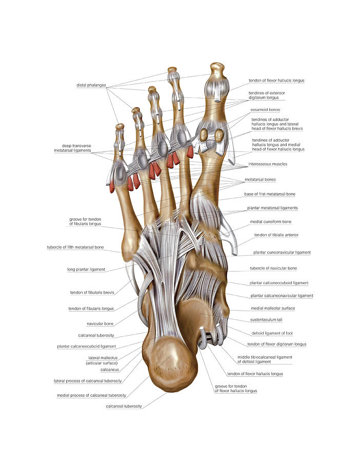 Foot Joints Photograph by Asklepios Medical Atlas
