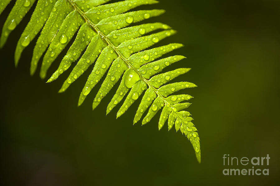 Forest setting with close-ups of ferns #11 Photograph by Jim Corwin