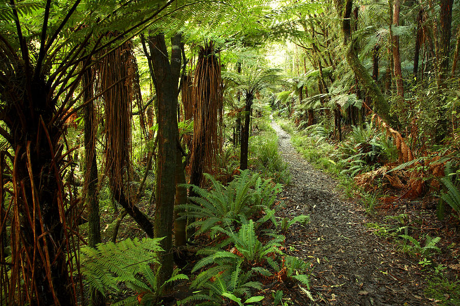 Jungle Photograph - Forest trail #11 by Les Cunliffe