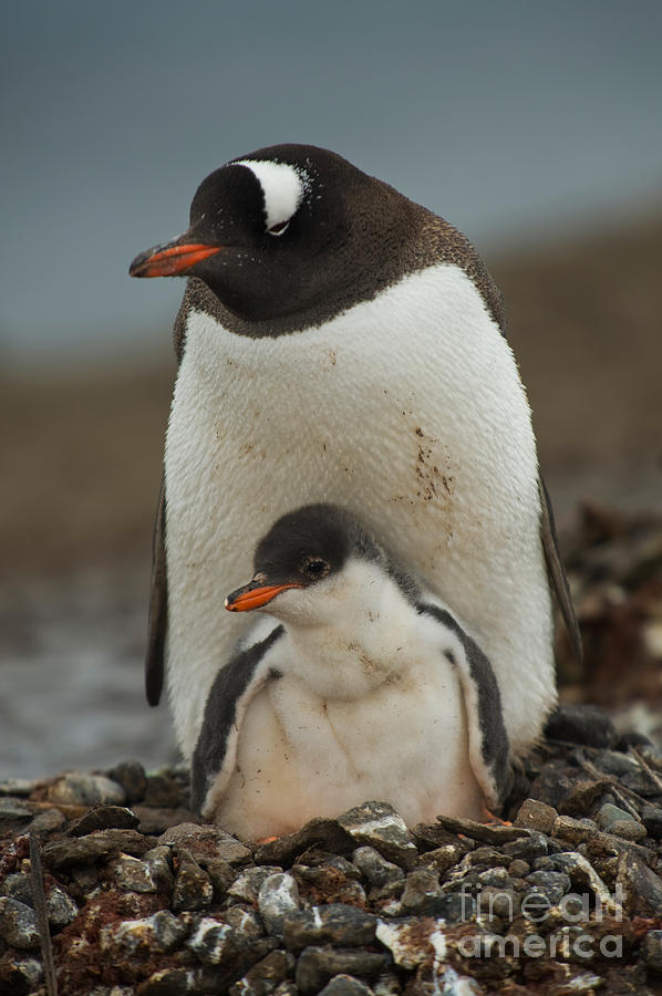 Gentoo Penguin With Young #11 Photograph by John Shaw