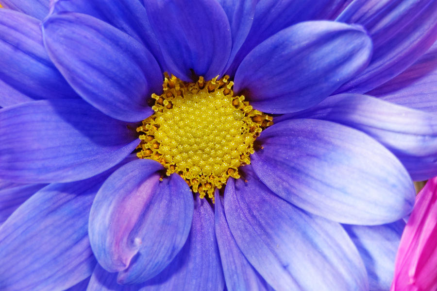 Gerber Flower #11 Photograph by Peter Lakomy