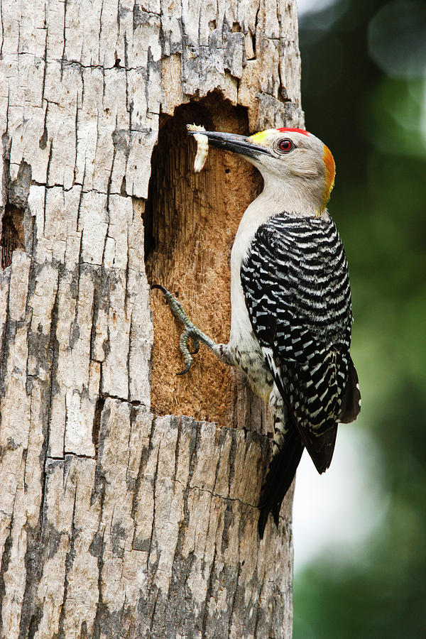 Adult Photograph - Golden-fronted Woodpecker (melanerpes #11 by Larry Ditto