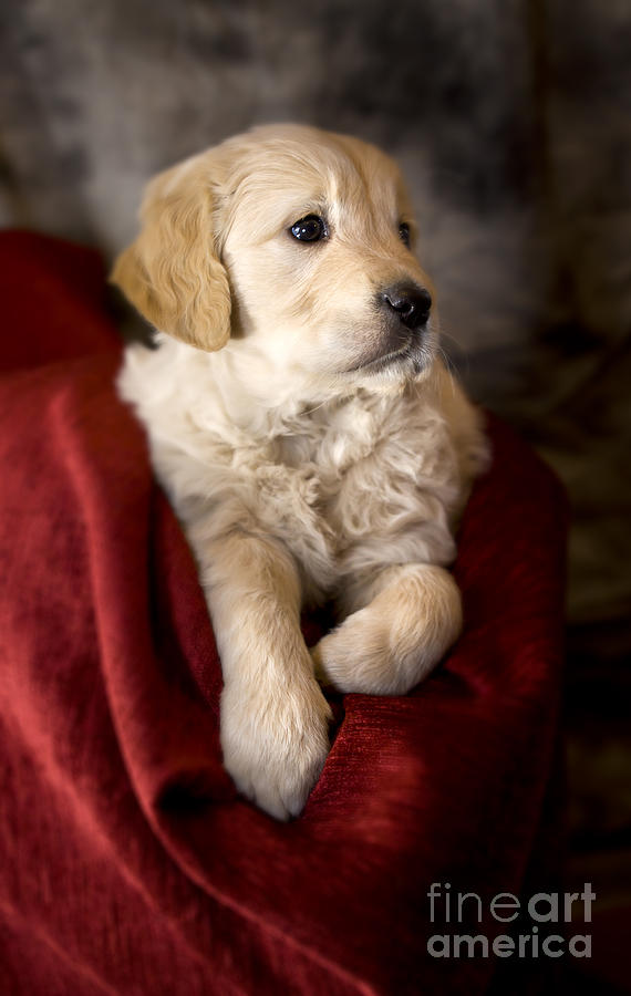 Golden retriever puppy #11 Photograph by Ang El