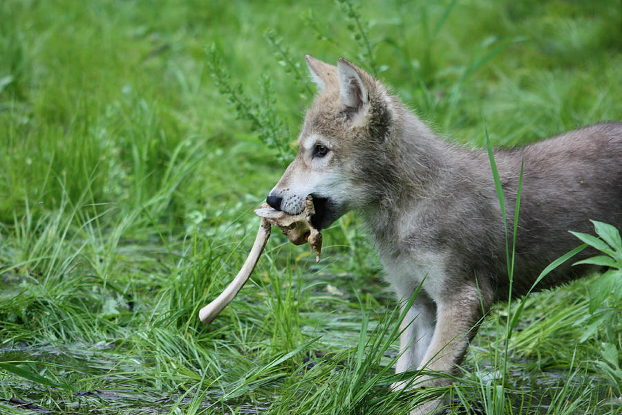 Gray Wolf Pup #11 Photograph by Amanda Stadther