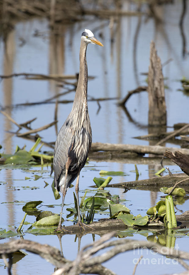 Great Blue Heron Series Photograph by Jeannette Hunt
