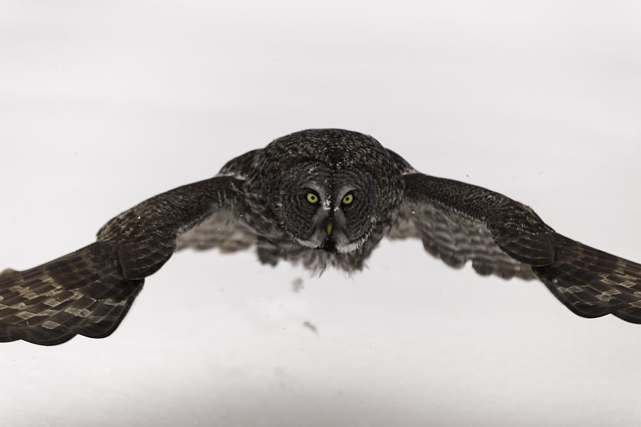Great Grey Owl #11 Photograph by Josef Pittner