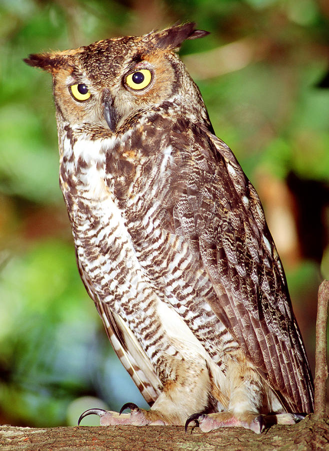 Great Horned Owl #11 Photograph by Millard H. Sharp