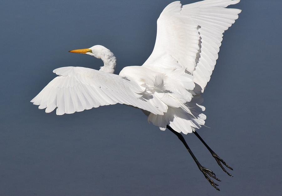 Great White Egret In Flight Photograph by Paulette Thomas