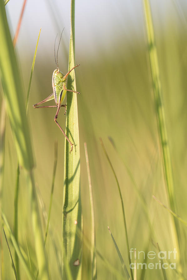 11 Green Grasshopper Photograph by Jivko Nakev