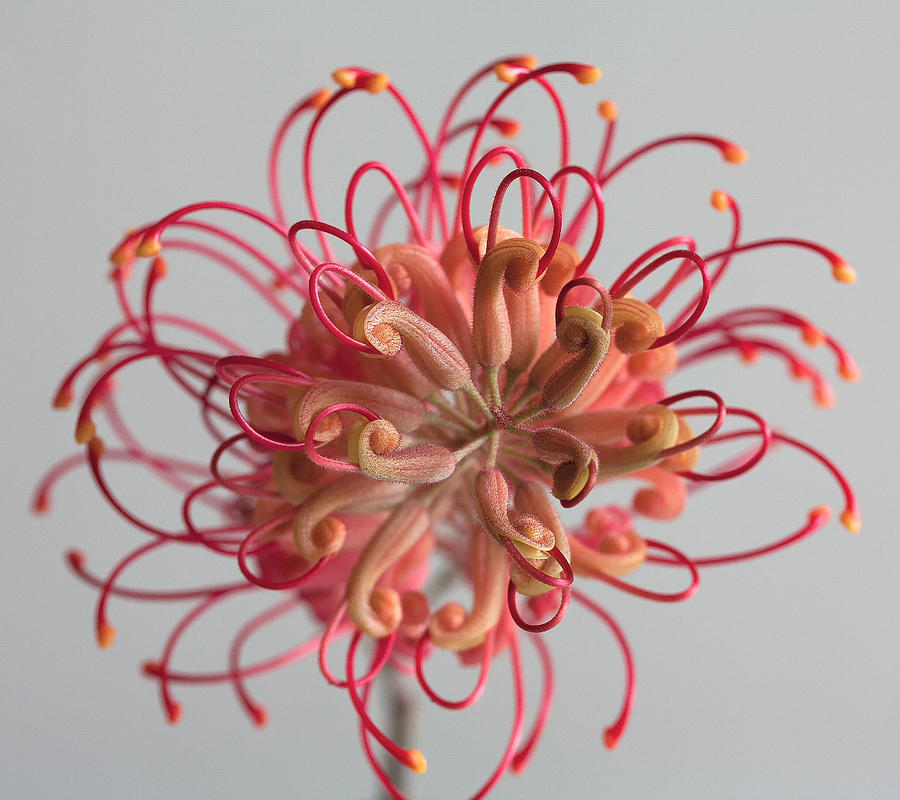 Grevillea flower Photograph by Shirley Mitchell