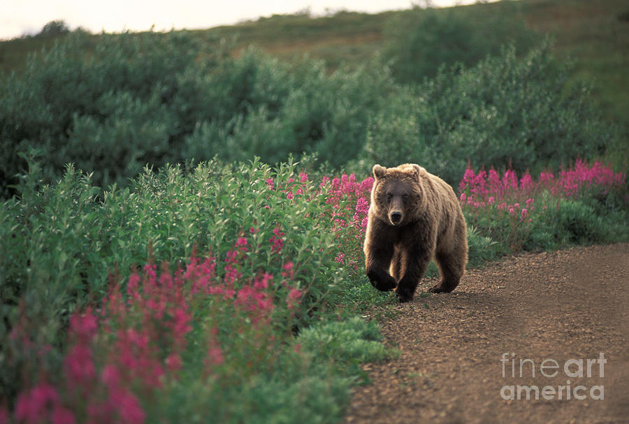 Bear Photograph - Grizzly Bear #11 by Ron Sanford
