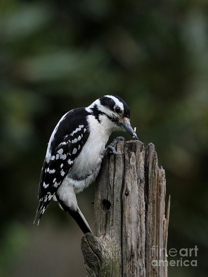Hairy Woodpecker #11 Photograph by Jack R Brock