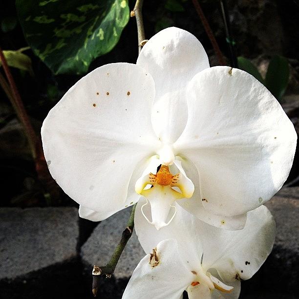 Orchid Photograph - #hawaii #photography #mytravelgram #11 by Katrina Cregger