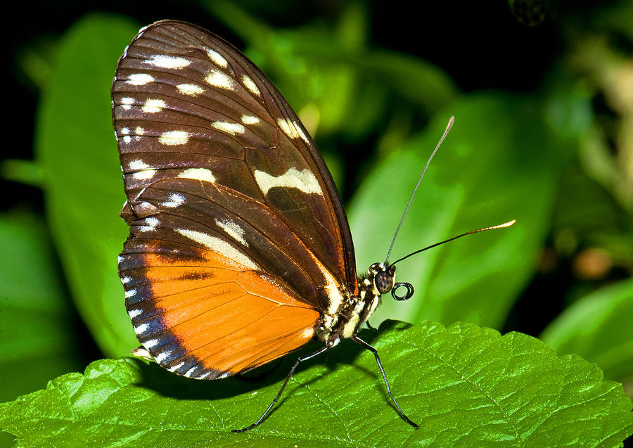 Hecale Longwing Butterfly Photograph by Millard H. Sharp - Pixels